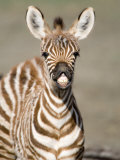Close-Up of a Burchell's Zebra Foal, Ngorongoro Crater, Ngorongoro, Tanzania Photographie