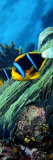 Allard's Anemonefish in the Ocean Photographic Print by Panoramic Images 