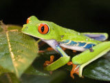 Red-Eyed Tree Frog on Leaves Photographic Print
