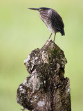 Close-Up of a Green Heron, Cano Negro, Costa Rica Photographic Print