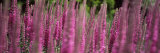 Flowers in a Garden, Olbrich Botanical Gardens, Madison, Wisconsin, USA Lámina fotográfica por Panoramic Images Flowers in a Garden, Olbrich Botanical Gardens, Madison, Wisconsin, USA Lámina fotográfica por Panoramic Images