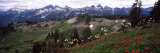 Wildflowers on Mountains, Mt Rainier, Pierce County, Washington State, USA Photographic Print by Panoramic Images 
