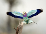Close-Up of a Lilac-Breasted Roller, Tarangire National Park, Tanzania Photographie