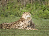 Cheetah Cub Playing with its Mother, Ndutu, Ngorongoro, Tanzania Photographic Print