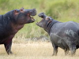 Two Hippopotamuses Sparring in a Forest, Ngorongoro Crater, Ngorongoro, Tanzania Photographie