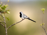 Close-Up of a Namaqua Dove Perching on a Branch, Tarangire National Park, Tanzania Photographic Print