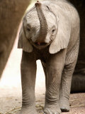 Close-Up of an African Elephant Calf, Lake Manyara, Tanzania Photographic Print