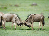 Wildebeests Fighting in a Field, Ndutu, Ngorongoro, Tanzania Lámina fotográfica Wildebeests Fighting in a Field, Ndutu, Ngorongoro, Tanzania Lámina fotográfica