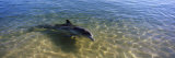 Bottle-Nosed Dolphin in Sea, Monkey Mia, Shark Bay Marine Park, Perth, Western Australia, Australia Photographic Print by Panoramic Images 