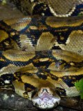 Close-Up of a Boa Constrictor, Arenal Volcano, Costa Rica Photographic Print