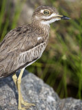 Close-Up of a Water Thick-Knee Bird on a Rock, Tarangire National Park, Tanzania Photographie