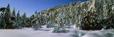 Fir Trees on a Snow Covered Landscape, French Riviera, Provence-Alpes-Cote D'Azur, France Lámina fotográfica por Panoramic Images Fir Trees on a Snow Covered Landscape, French Riviera, Provence-Alpes-Cote D'Azur, France Lámina fotográfica por Panoramic Images