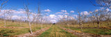 Walnut Orchard, Central Valley, California, USA Photographic Print by Panoramic Images 