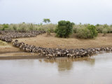 Great Migration of Wildebeests, Mara River, Masai Mara National Reserve, Kenya Lámina fotográfica Great Migration of Wildebeests, Mara River, Masai Mara National Reserve, Kenya Lámina fotográfica