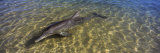 Bottle-Nosed Dolphin in Sea, Monkey Mia, Shark Bay Marine Park, Perth, Western Australia, Australia Photographic Print by Panoramic Images 