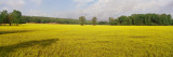 Wildflowers in a Field, Ozark Mountains, Arkansas, USA Photographie par Panoramic Images 