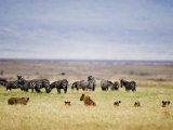 Lion Family Looking at a Herd of Zebras in a Field, Ngorongoro Crater, Ngorongoro, Tanzania Photographic Print