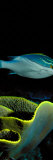 Two-Lined Monocle Bream and Coral in the Ocean Photographic Print by Panoramic Images 