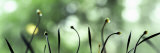 Close-Up of Buds Lámina fotográfica por Panoramic Images Close-Up of Buds Lámina fotográfica por Panoramic Images