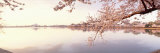Panoramic Images - Cherry Blossoms at the Lakeside, Washington DC, USA - Fotografik Baskı Panoramic Images - Cherry Blossoms at the Lakeside, Washington DC, USA - Fotografik Baskı