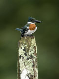 Close-Up of Amazon Kingfisher Perching on a Wooden Post, Cano Negro, Costa Rica Lámina fotográfica