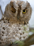 African Scops Owl Winking on a Branch, Tarangire National Park, Tanzania Photographic Print