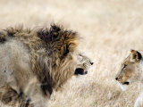 Lion and a Lioness in a Mating Ritual, Ngorongoro Crater, Ngorongoro, Tanzania Photographic Print