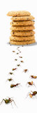 Ants Marching Towards and Away from a Stack of Cookies Photographic Print by Panoramic Images 