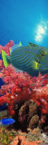 Orange-Lined Triggerfish and Soft Corals in the Ocean Fotografie-Druck von Panoramic Images 