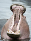 Close-Up of a Hippopotamus Yawning in a Lake, Lake Manyara, Tanzania Photographie