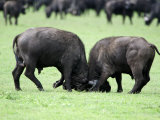 Cape Buffalo Bulls Sparring, Ngorongoro Crater, Ngorongoro, Tanzania Lámina fotográfica Cape Buffalo Bulls Sparring, Ngorongoro Crater, Ngorongoro, Tanzania Lámina fotográfica