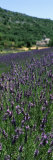 Lavender Crop with Monastery in Background, Abbaye De Senanque, Provence-Alpes-Cote D'Azur, France Fotografie-Druck von Panoramic Images 