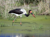 Saddle Billed Stork Bird Searching Food in a Pond, Tarangire National Park, Tanzania Photographie