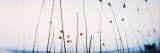 Flags on the Ghat, Ganges River, Varanasi, Uttar Pradesh, India Lámina fotográfica por Panoramic Images