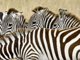 Five Zebras on the Plain, Masai Mara, Kenya Photographic Print