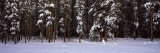 Snow Covered Trees in a Forest, Banff National Park, Alberta, Canada Lámina fotográfica por Panoramic Images Snow Covered Trees in a Forest, Banff National Park, Alberta, Canada Lámina fotográfica por Panoramic Images