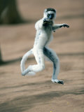 Verreaux's Sifaka Dancing in a Field, Berenty, Madagascar Photographic Print