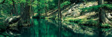 Stream in a Forest, Honey Creek, Texas, USA Photographic Print by Panoramic Images 