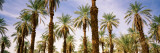 View of Palm Trees, Furnace Creek, Death Valley, Death Valley National Park, California, USA Lámina fotográfica por Panoramic Images