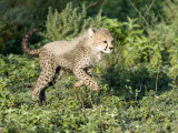 Cheetah Cub Running in a Forest, Ndutu, Ngorongoro, Tanzania Photographic Print