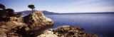 Cypress Tree at the Coast, the Lone Cypress, 17 Mile Drive, Carmel, California, USA Photographic Print by Panoramic Images 