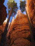 Utah, Bryce Canyon National Park, Douglas Fir Trees in Slot Canyon, USA Photographic Print by John Warburton-lee