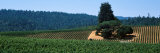 Grape Vines in a Field, Anderson Valley, Mendocino County, California, USA Photographic Print by Panoramic Images 