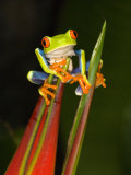 Close-Up of a Red-Eyed Tree Frog Sitting on a Heliconia Flower, Costa Rica Photographie