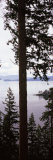 Trees at the Seaside, Teddy Bear Cove, Chuckanut Bay, Skagit County, Washington State, USA Photographic Print by Panoramic Images 