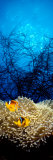 Panoramic Images - Mat Anemone and Allard's Anemonefish in the Ocean Fotografická reprodukce