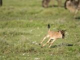 Wildebeest Calf Running in a Field, Ndutu, Ngorongoro, Tanzania Lámina fotográfica Wildebeest Calf Running in a Field, Ndutu, Ngorongoro, Tanzania Lámina fotográfica