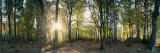 Trees in a Forest, Black Forest, Freiburg Im Breisgau, Baden-Wurttemberg, Germany Photographic Print by Panoramic Images 