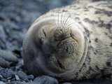 South Shetlands Islands, Half Moon Island, Weddell Seal, Antarctica Photographic Print by Allan White