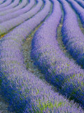 Lavender Field Near Valensole, Provence-Alpes-Cote D'Azur, France Photographic Print by Doug Pearson